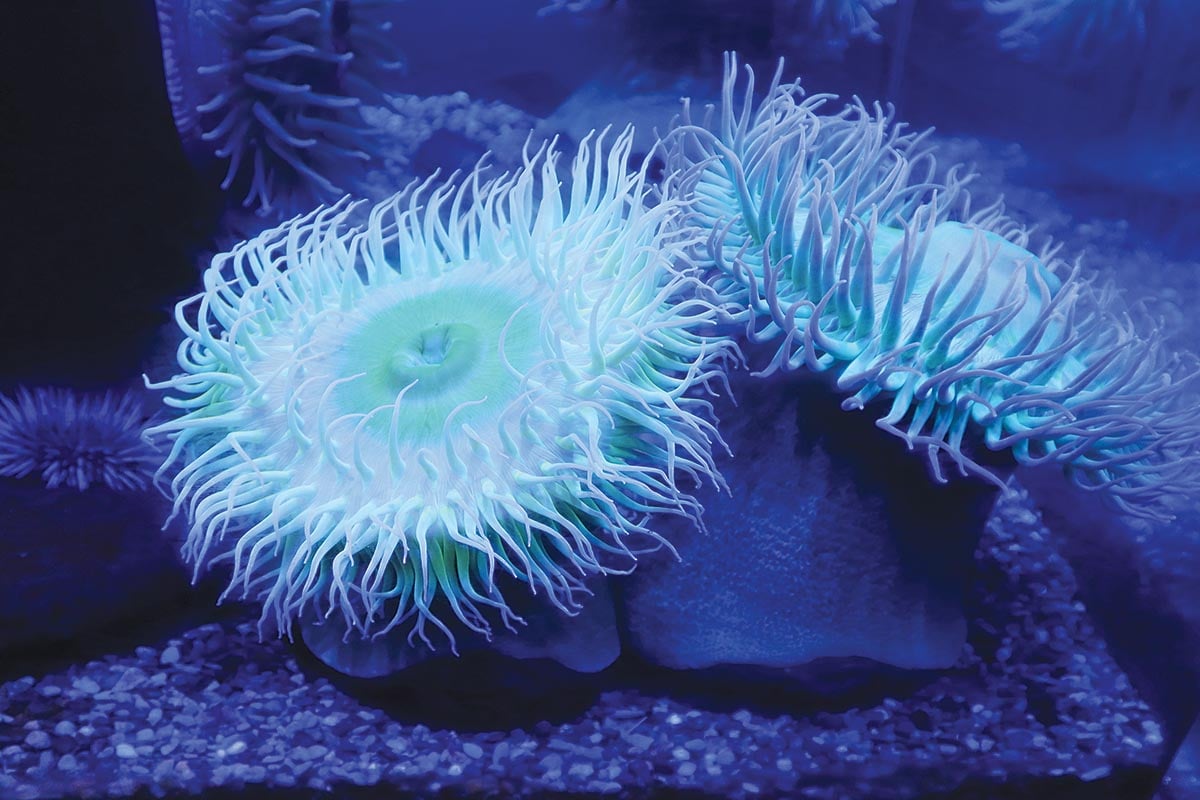anemones24054